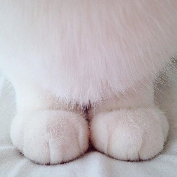 Лапка котика