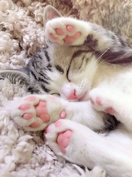 Лапка кошечки
