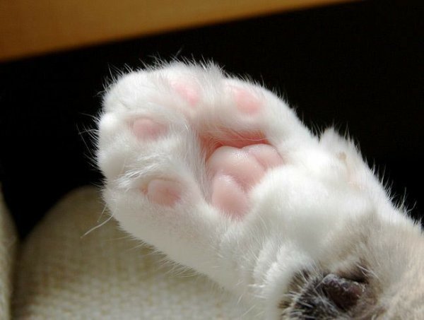 Лапка котика подушечки