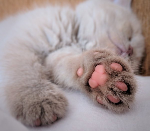 Эстетика кошек