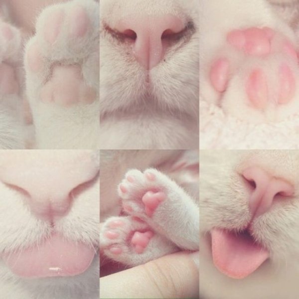 Лапки черно белые кошек