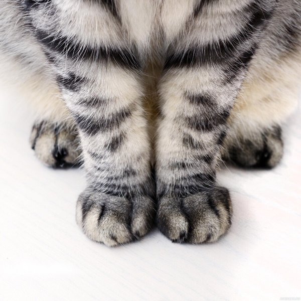 Лапки кошки