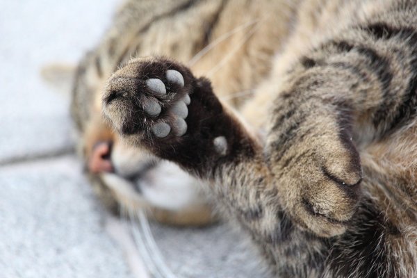 Лапка котика подушечки