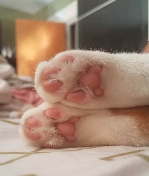 Кошачья лапа