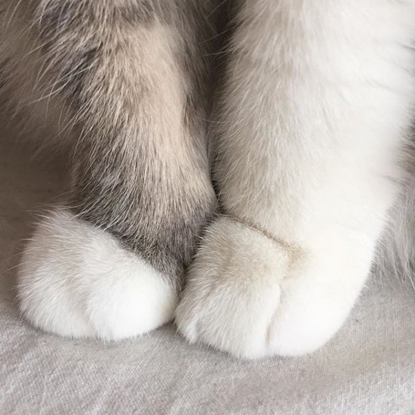 Лапка котика