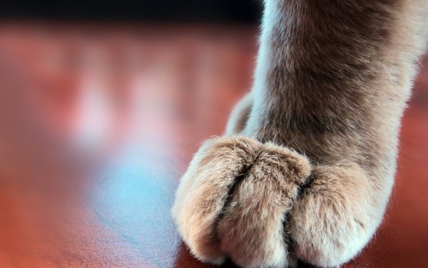 Лапка котика