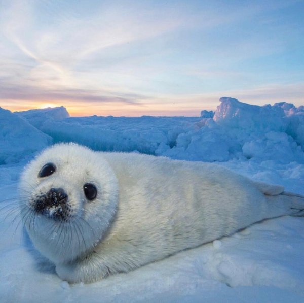 Кольчатая Нерпа Белек