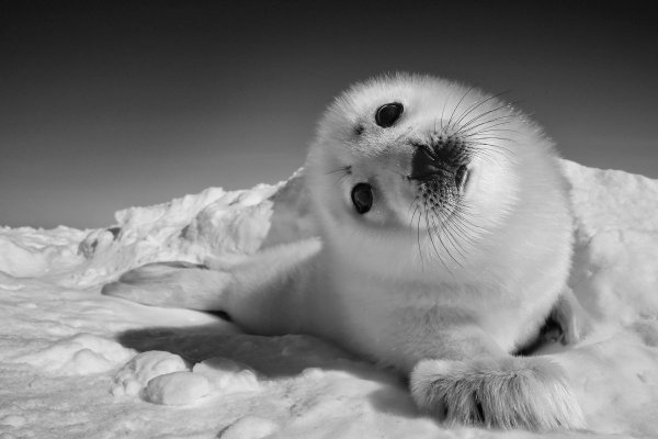 Картинки тюлень (47 фото)