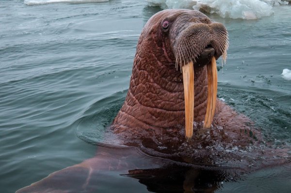 Серж морж