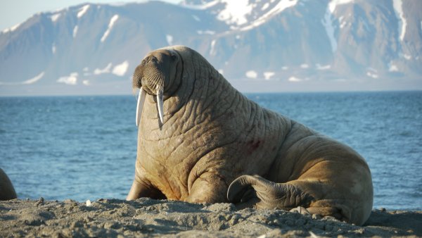 Атлантический подвид моржа.