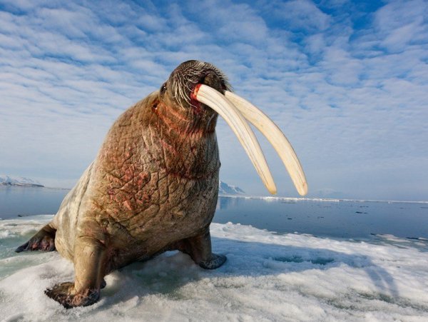 Атлантический подвид моржа.