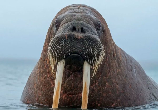 Атлантический подвид моржа.