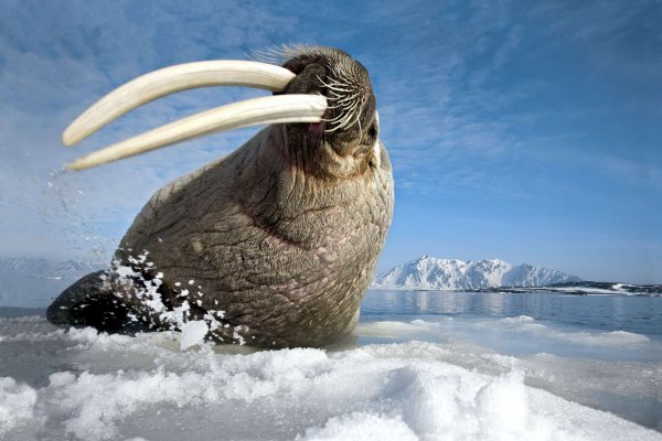 Гренландский морж