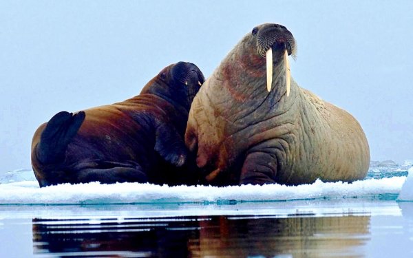 Арктические пустыни морж