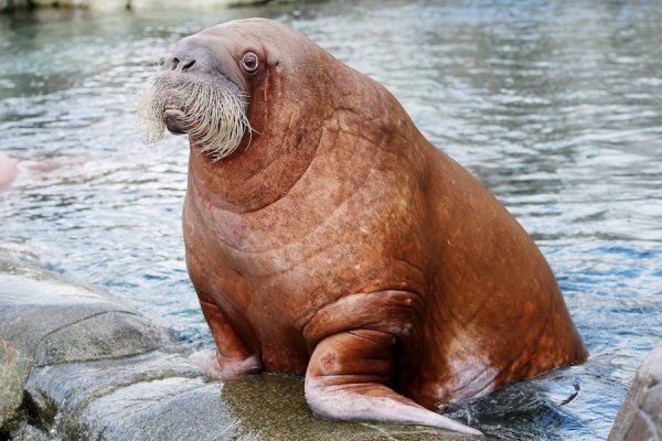 Гренландский морж