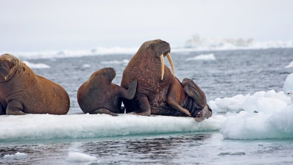 Лаптевский морж