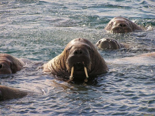 Морж Лаптевский подвид