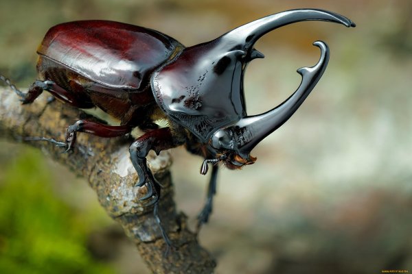 Жук Lucanus Cervus