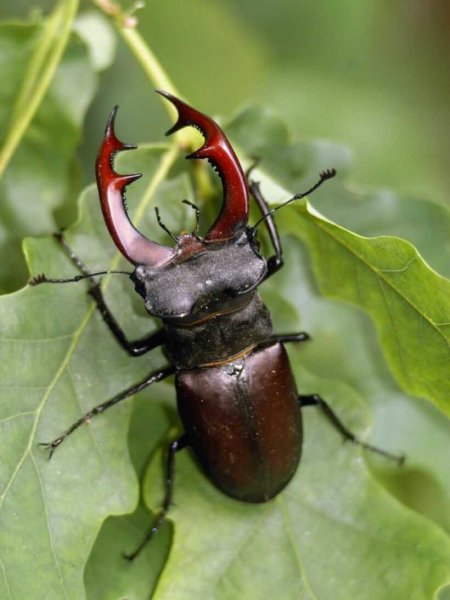 Beetle Жук