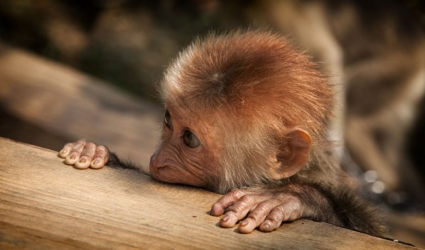 Маленькие обезьянки