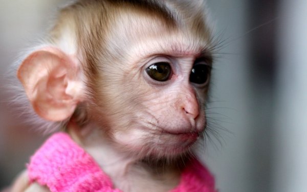 Обезьянка с большими ушами