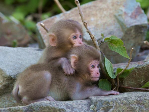 Красивая обезьянка