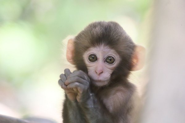 Ушастая мартышка