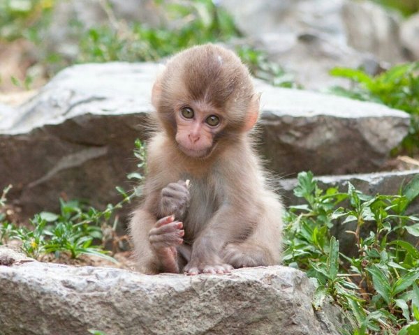 Детеныш обезьяны