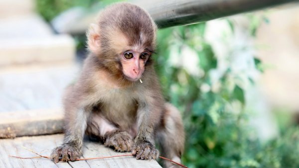 Яванская мартышка