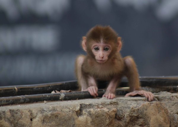 Маленькая обезьянка