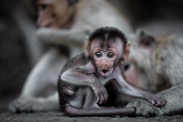 Мартышка взрослая