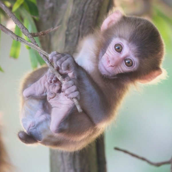 Миленькая обезьянка