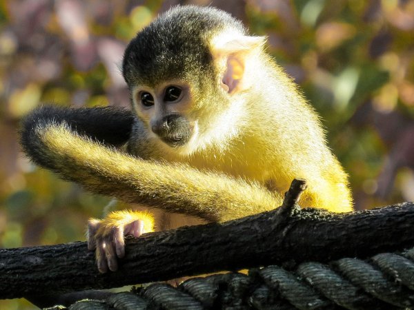 Беличий саймири