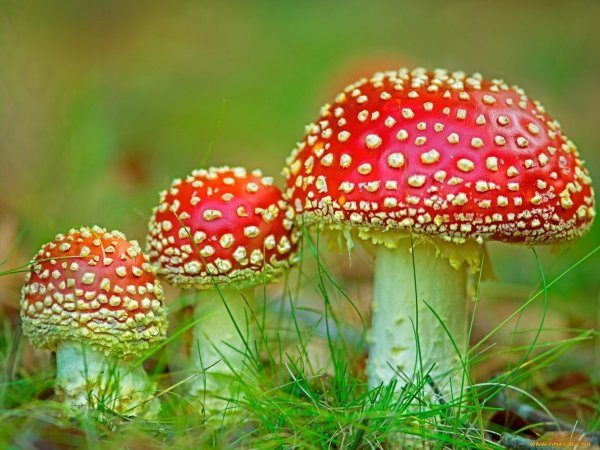 Мухомор Amanita muscaria