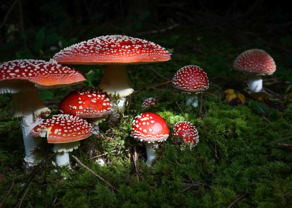 Мухомор Amanita muscaria