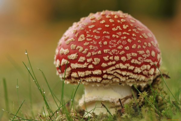 Обои с мухоморами