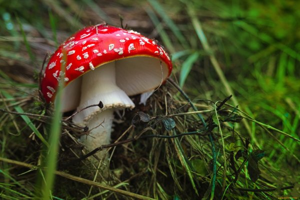 Мухомор Amanita muscaria