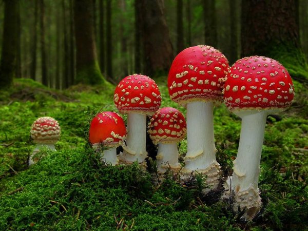 Ядовитые грибы мухомор