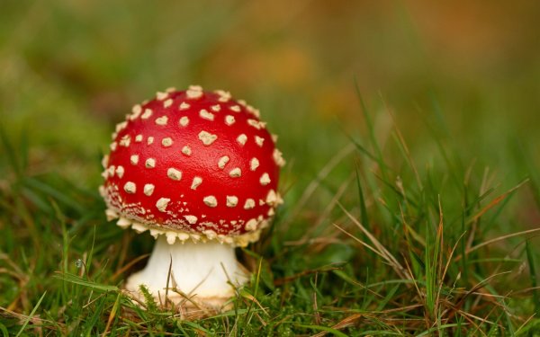 Agaricus muscarius — красный мухомор