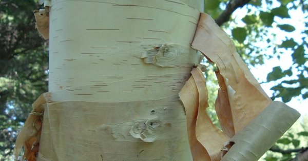 Береза кора акварель