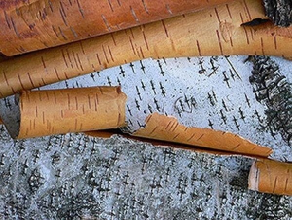 Березовая кора для бетулина