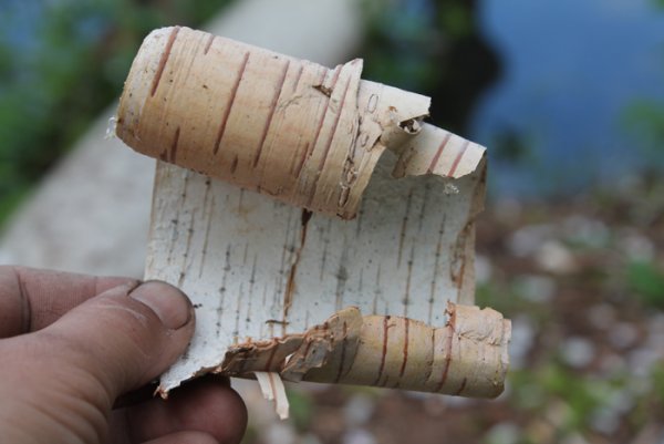 Выскочка пришвин сорока