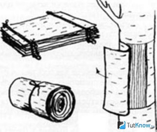 Чечевичка коры березы