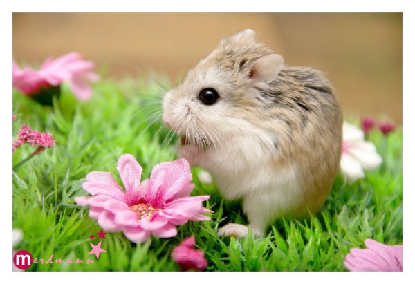 Хомяк джунгарский