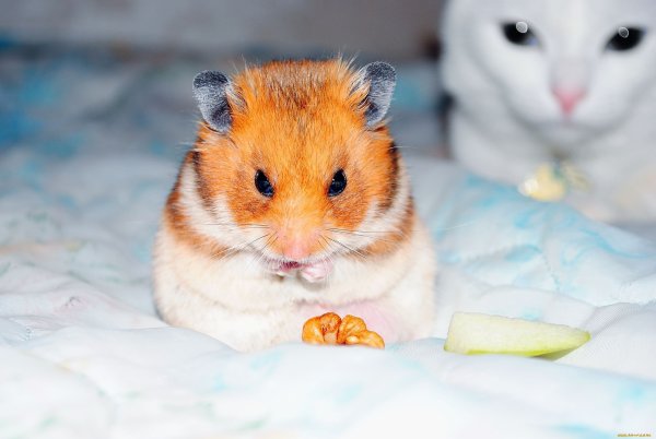 Хомяк сирийский далматинец