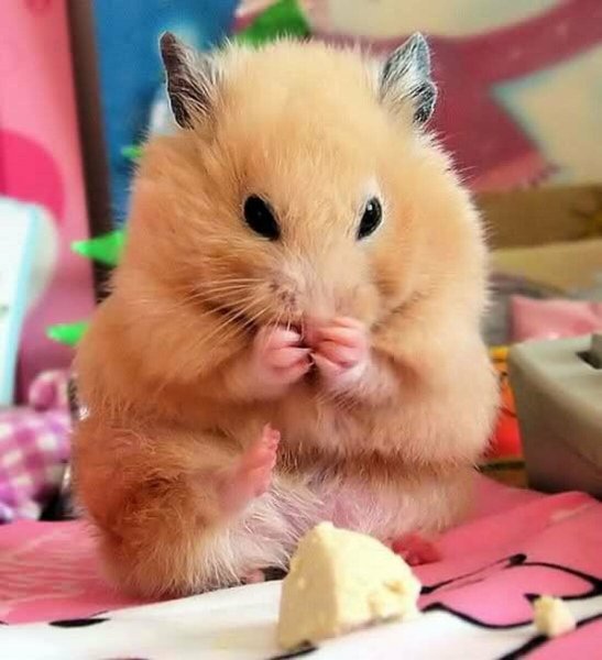 Сирийский хомяк Хома