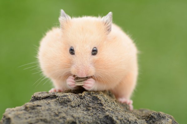 Хомяк сирийский