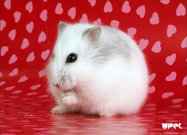 Джунгарики пушистые