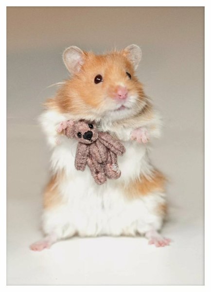 Сирийский карликовый хомяк