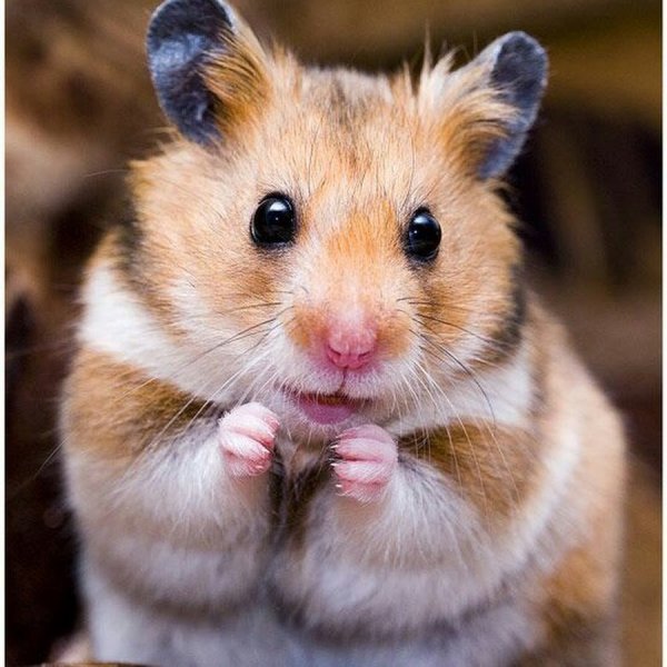 Хомяк породы Кэмпбелла